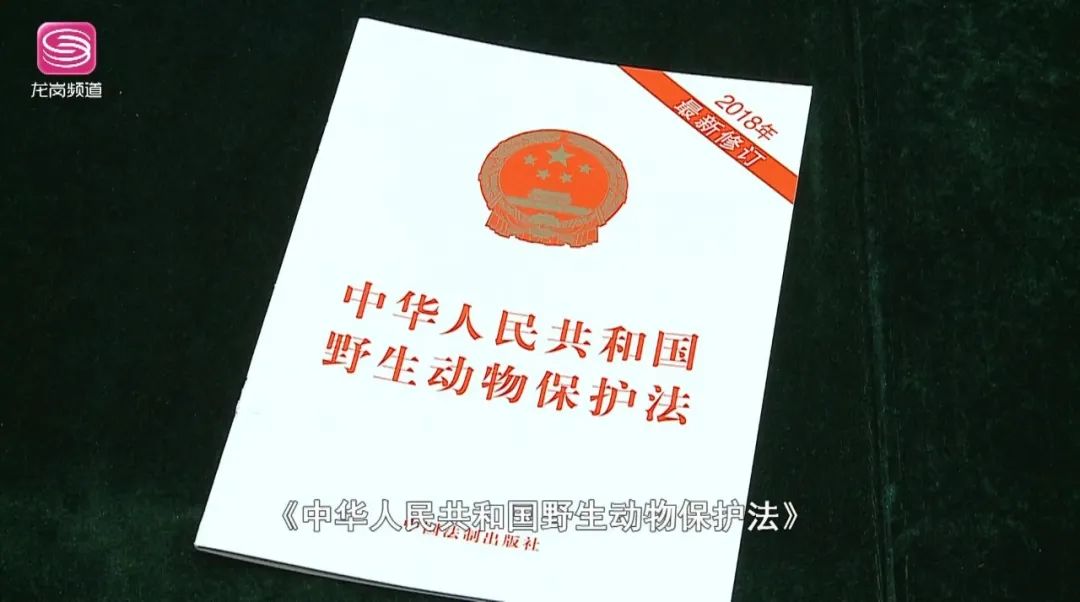 养宠物可能会被判刑？这些法律知识你要懂！