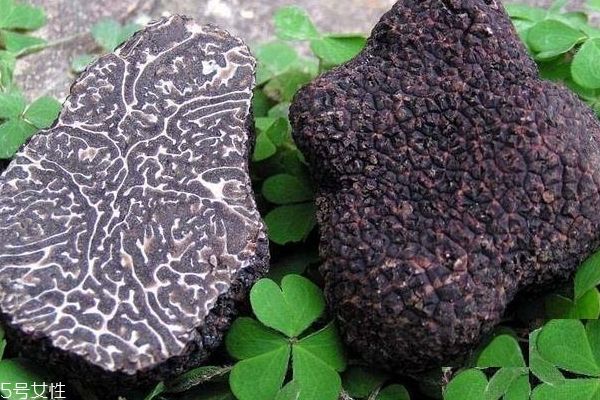 世界顶级食材松露规模化人工栽培雏形显现