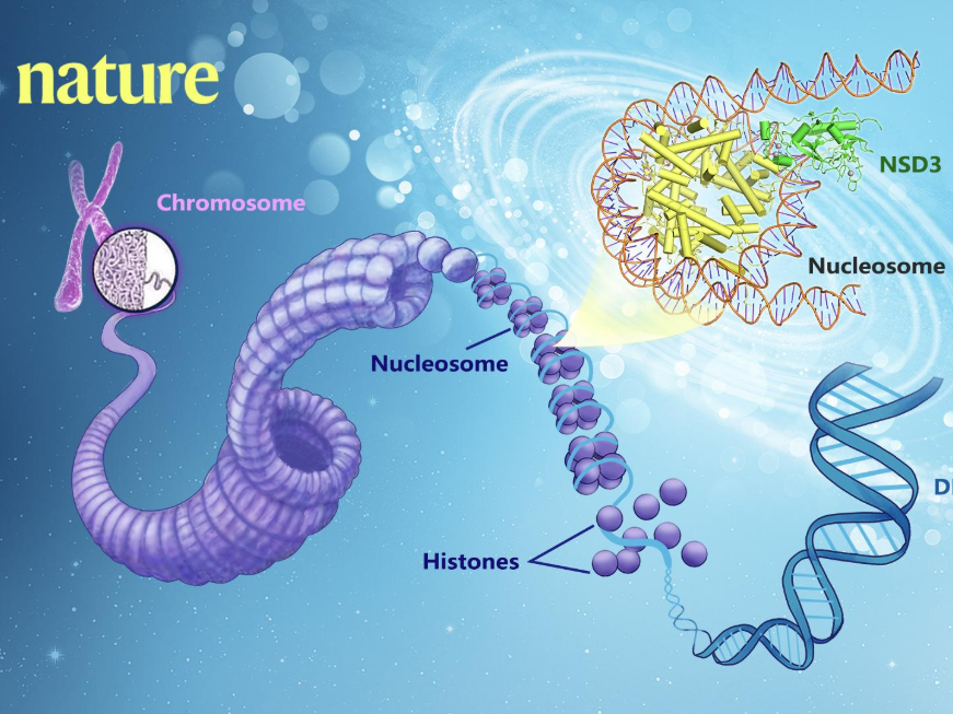 南科大学者《自然》发文，利用冷冻电镜推进NSD家族组蛋白研究