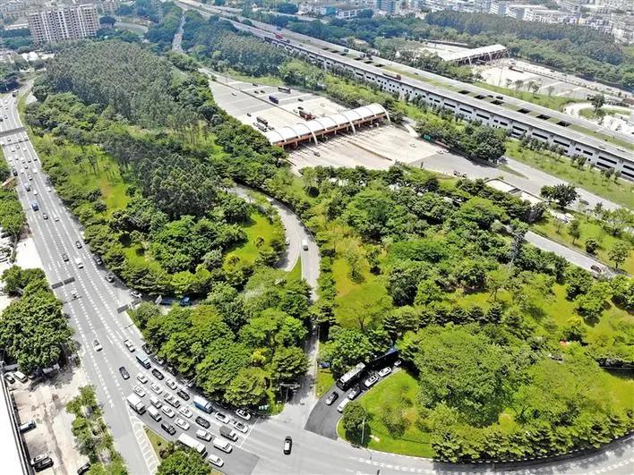 广深高速新桥立交段桥下空间呈现“绿野仙踪”！