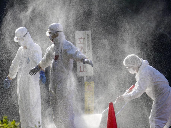 禽流感疫情扩散至日本47个县超20%地区，300万只家禽被扑杀