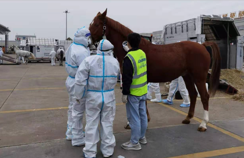 “​宝马”来了： 17匹赛马经广州白云机场口岸进境