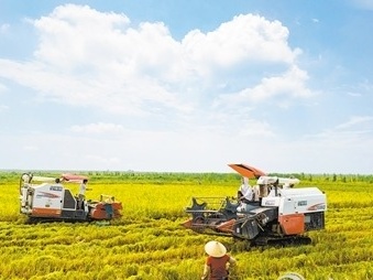 江门水稻种业守正创新，引领粮食产业高质量发展！人间正“稻”是沧桑