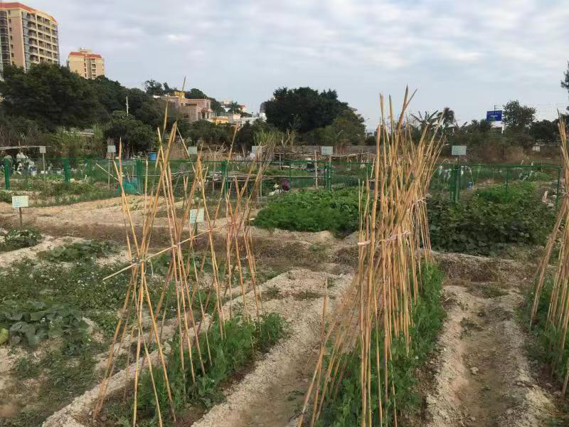 南澳办事处“东涌社区周末学校”耕读培育模式结硕果   