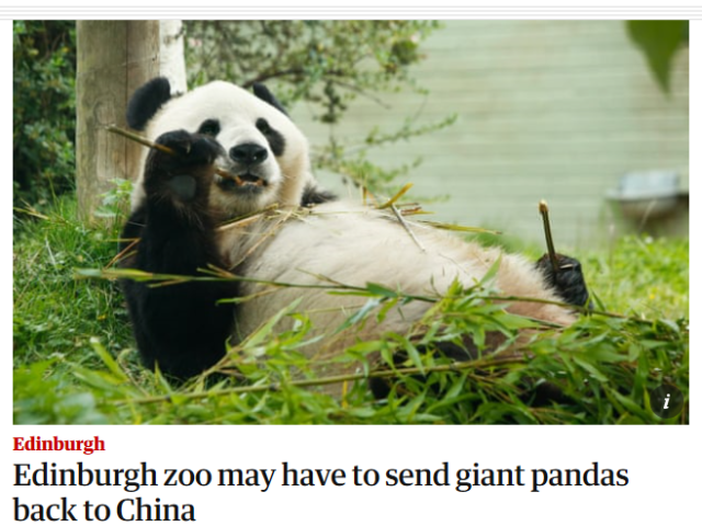 英国考虑将大熊猫送回中国 动物园：疫情期间缺钱养不起了