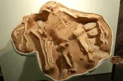 我国发现7000万年前正孵卵的窃蛋龙化石