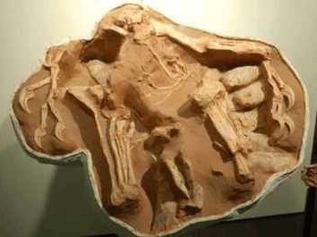 我国发现7000万年前正孵卵的窃蛋龙化石
