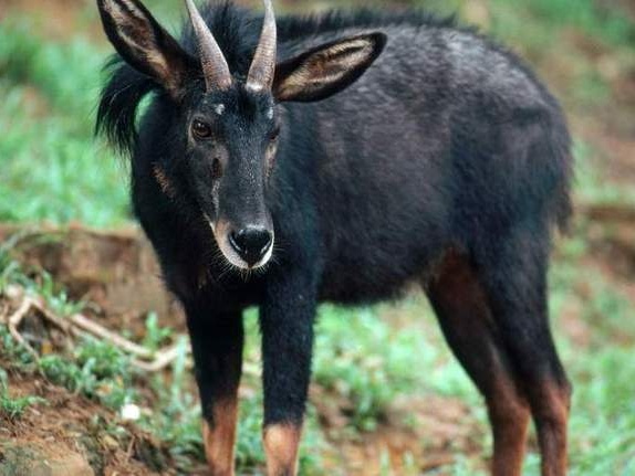 惠州市惠东县一居民小区惊现国家二级保护动物鬣羚，长相“四不像”