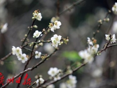 赏梅吗？今年广州梅花最盛期就在这几天