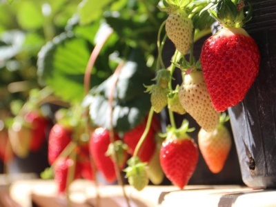 健康辟谣 | 草莓会导致性早熟？甜甜的草莓其实很适合孩子吃！