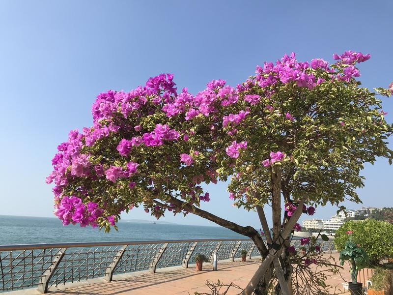 南澳“琢玉”｜面朝大海“景”上添花，居民游客都成为“幸福的人”