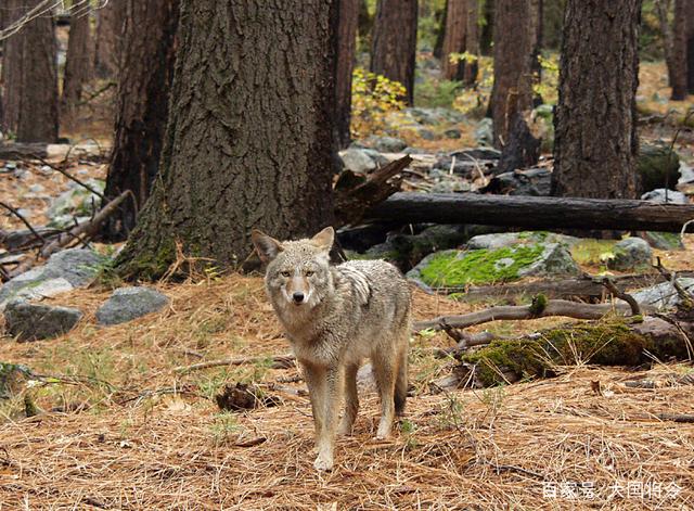 国际最新研究：远古人类剩肉喂狼或促进早期犬类驯化