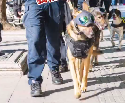 帅爆！新年第一天，警犬穿上新制服上岗