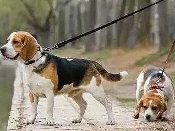 犬只扰民最高将罚500元，惠州养犬管理条例征求意见