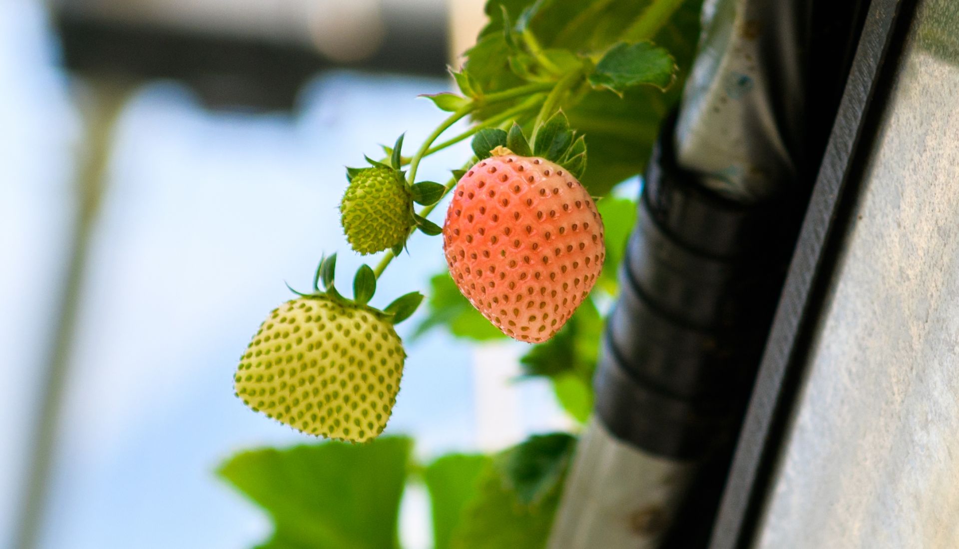 花都空中草莓园开园，首次引进粉色草莓
