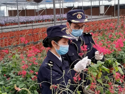 内地年花扮靓澳门！首批“合作监管”新模式供澳花卉通关