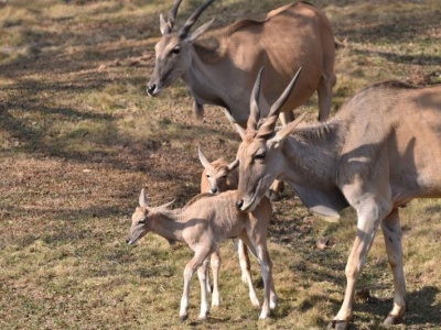 深圳野生动物园大羚羊家族喜添两只宝宝