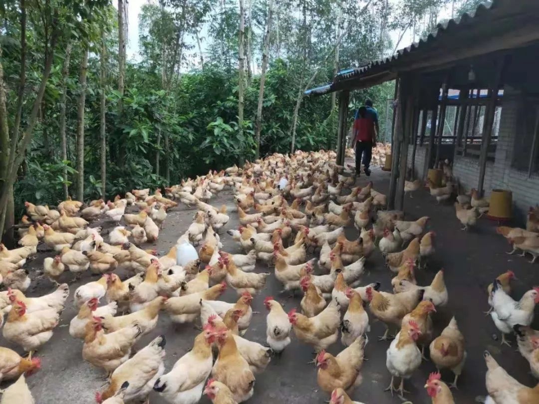 总投资1.3亿元，年屠宰加工家禽产品2.2万吨 封开杏花鸡产业基地试产