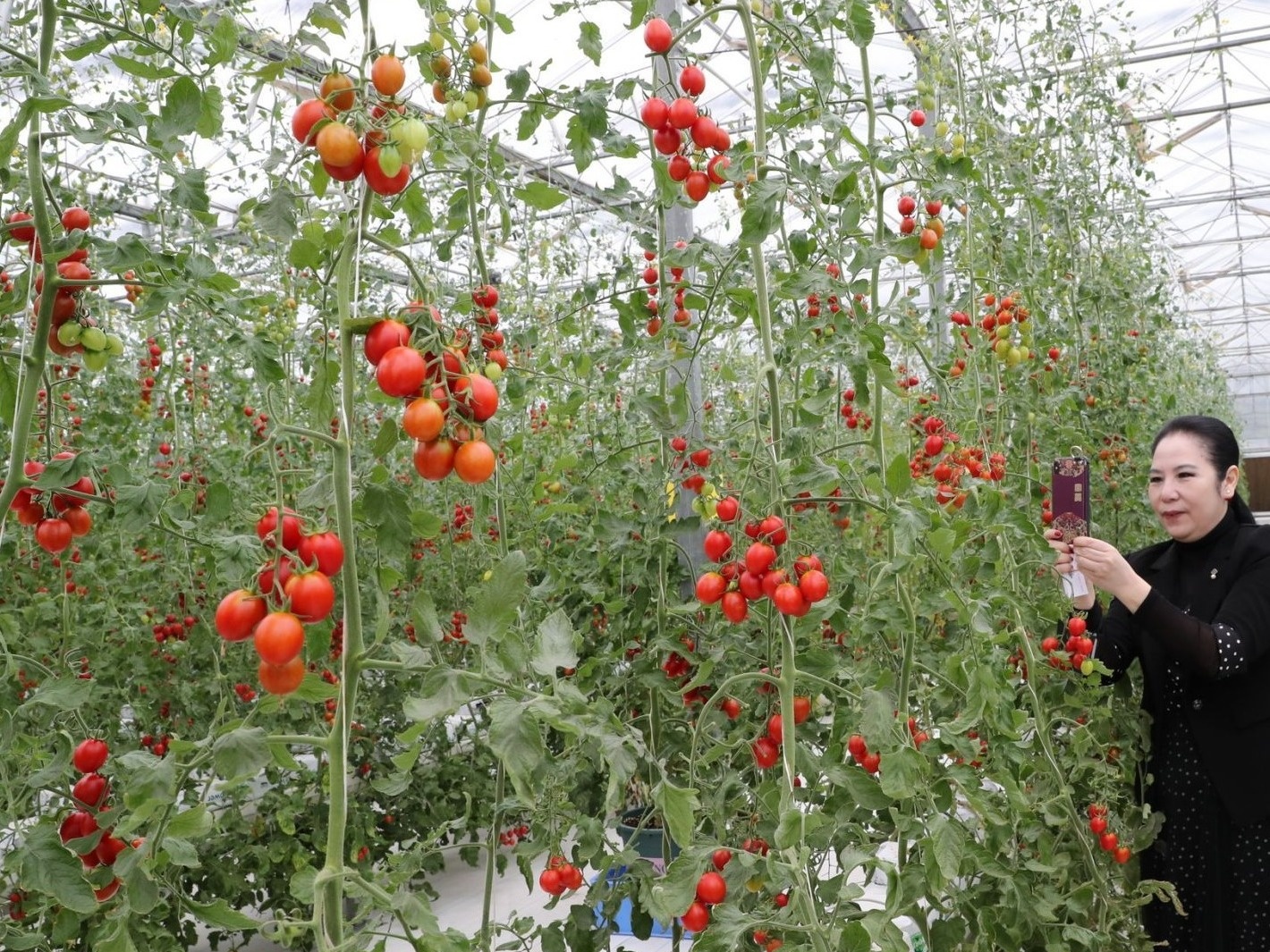 “深爱”系列美味番茄首次新品发布，前沿科技服务于消费者味蕾