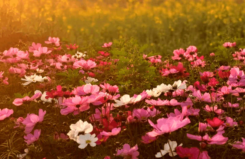 多图｜东莞的“花花”世界
