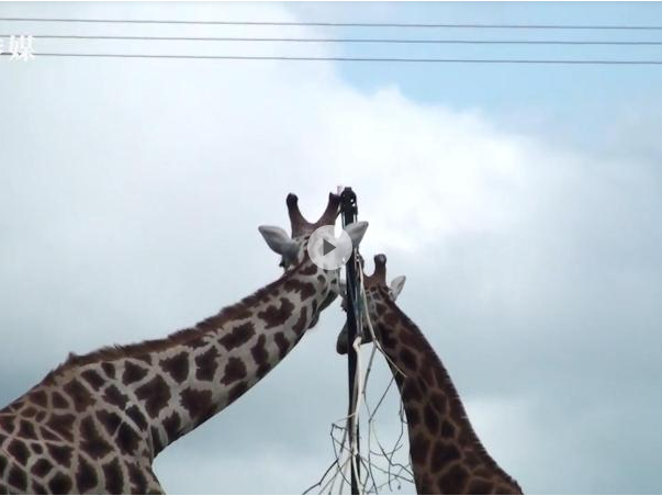 高个子危险！三只长颈鹿被电线电死，肯尼亚保护区急换电线杆