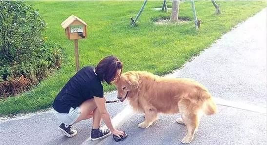 恶犬狂吠引矛盾，人民调解平纷争