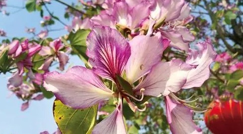 视觉大片来了！神仙颜值的广州“花海”又要霸屏！