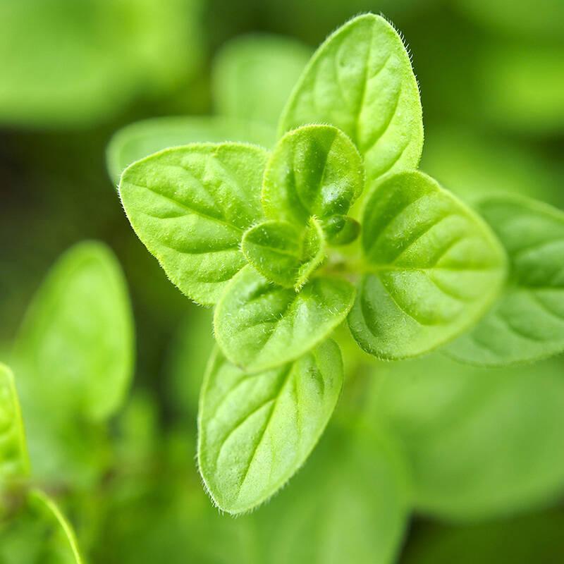 春节深圳赏花指南特辑｜牛油果、牛鞭子、牛至......带你一起盘点那些姓“牛”的植物