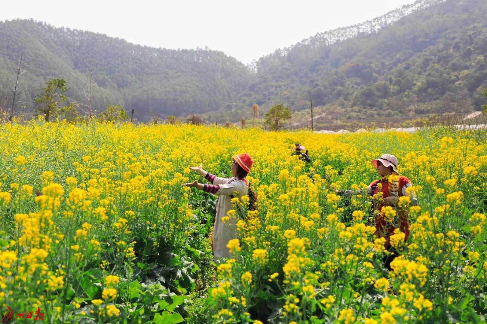 广州花都：百花盛开，不负春光