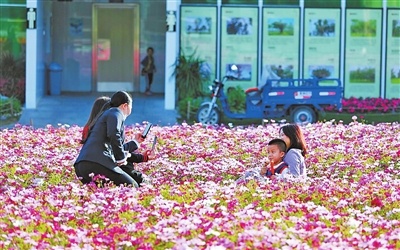 快去打卡！珠海海天公园各色鲜花开成海