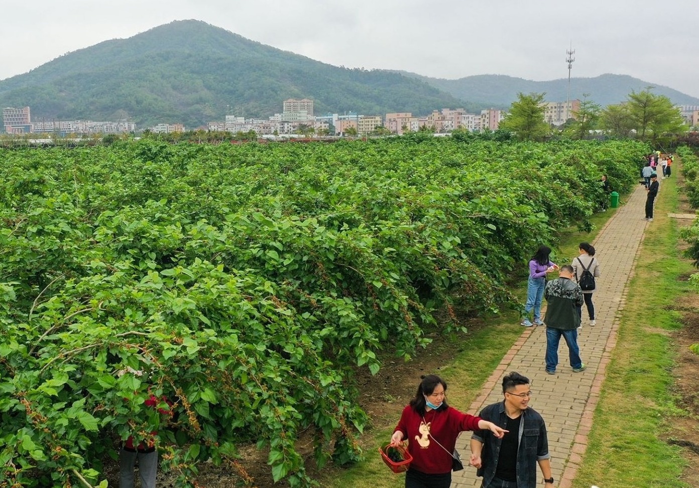 走，去南区摘桑果！中山市第七届桑果文化旅游节启动