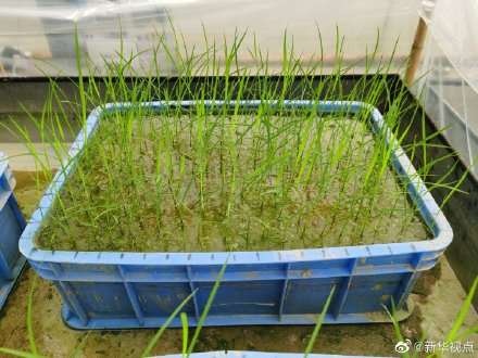 中国天稻“航二代”首次成功育苗，有望月底栽入田间