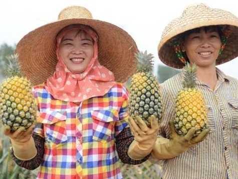 “菠萝的海”果农增产又增收 你吃过徐闻菠萝吗？