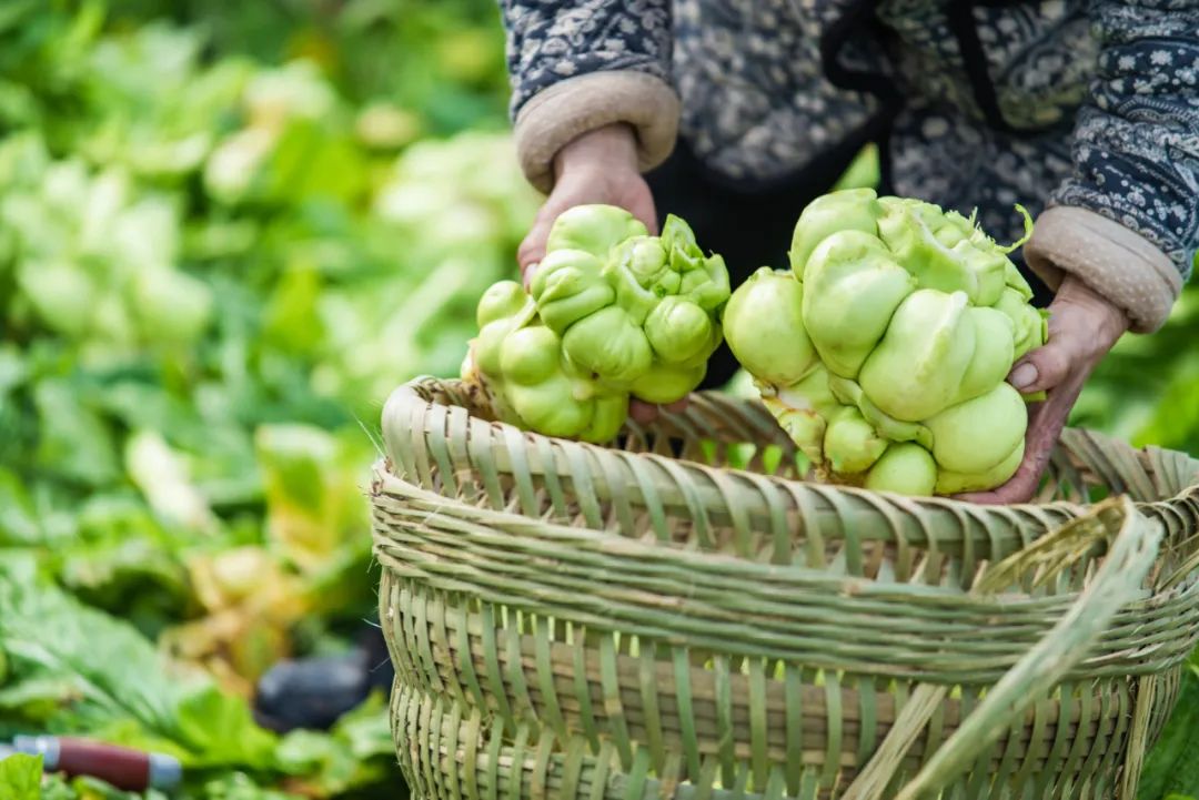中国榨菜指数平台在重庆发布 推动榨菜产业上下游快速发展