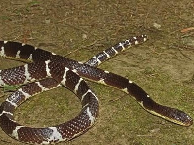 科研人员在云南盈江发现剧毒蛇新种：素贞环蛇
