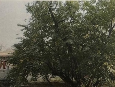 九莲菩提树：故宫中的“神迹”