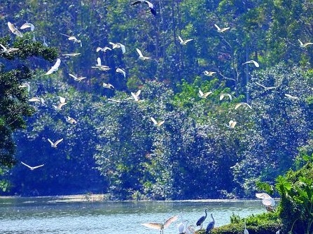 保护珍稀鸟类 共建和谐家园！肇庆星湖湿地公园举办“爱鸟周”活动