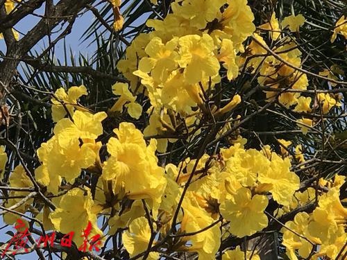 微风摇下满地金黄，快来华南植物园打卡黄花风铃木