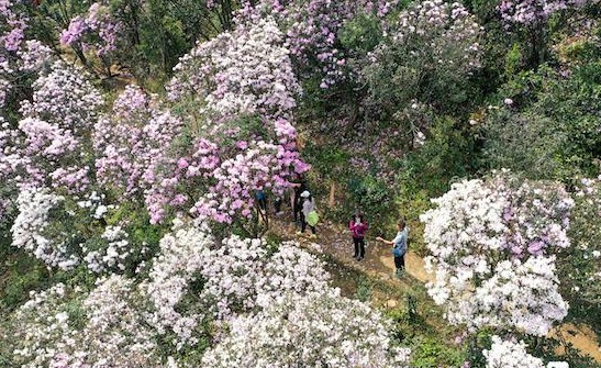 摄影大展、红歌快闪、抖音打卡……第六届梧桐山毛棉杜鹃花会18日开幕