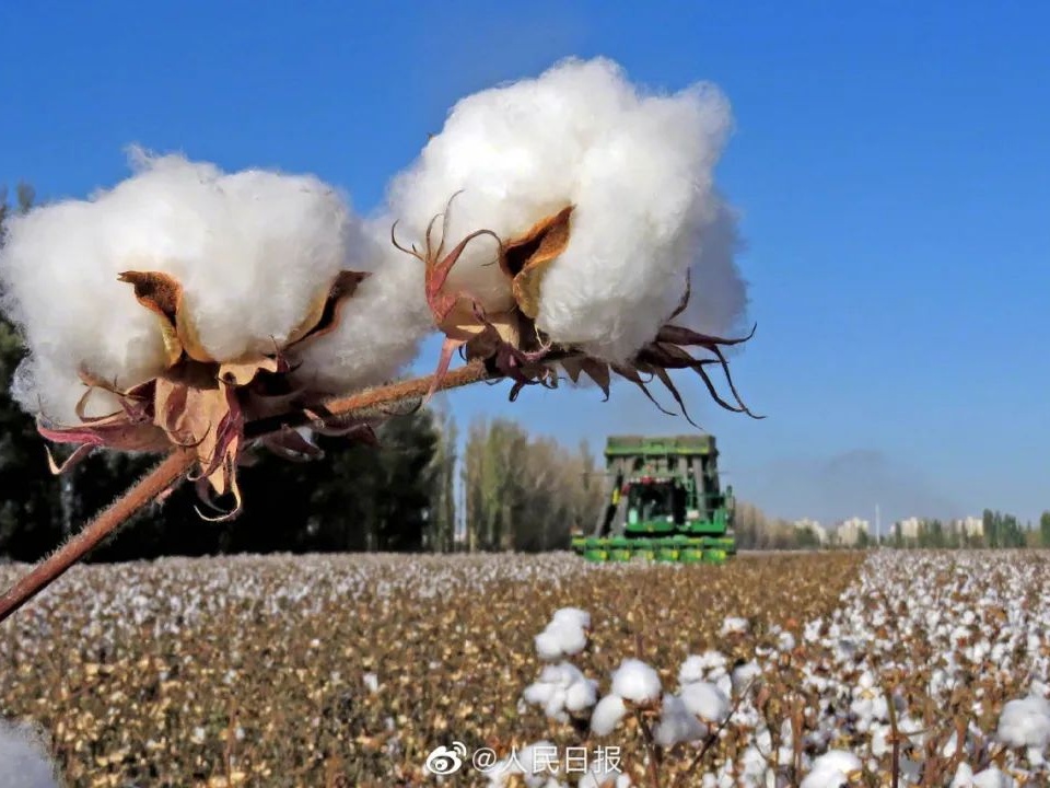 来了解一下：新疆棉花极简史