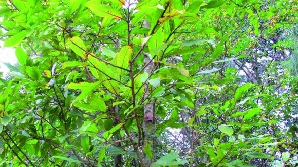 肇庆山林分布着许多国家级保护植物 清明踏青莫当“采花大盗”