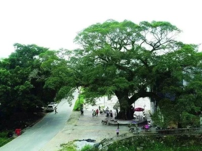 惠州古树名木全省第一，看看这些“绿色文物”有你村的么？