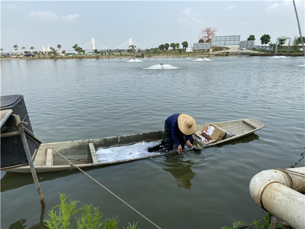 市场总体向好，中山市东升镇“水上春播”忙