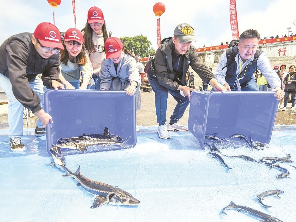 荆州筹建中华鲟保护基地，3020尾中华鲟、长江鲟成功放流