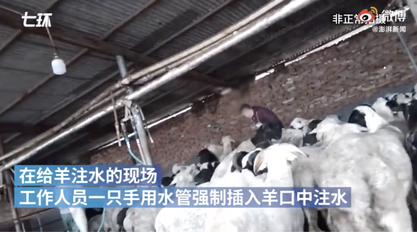 315调查 | 直击屠宰场给活羊灌水后宰杀，注水肉销往多省