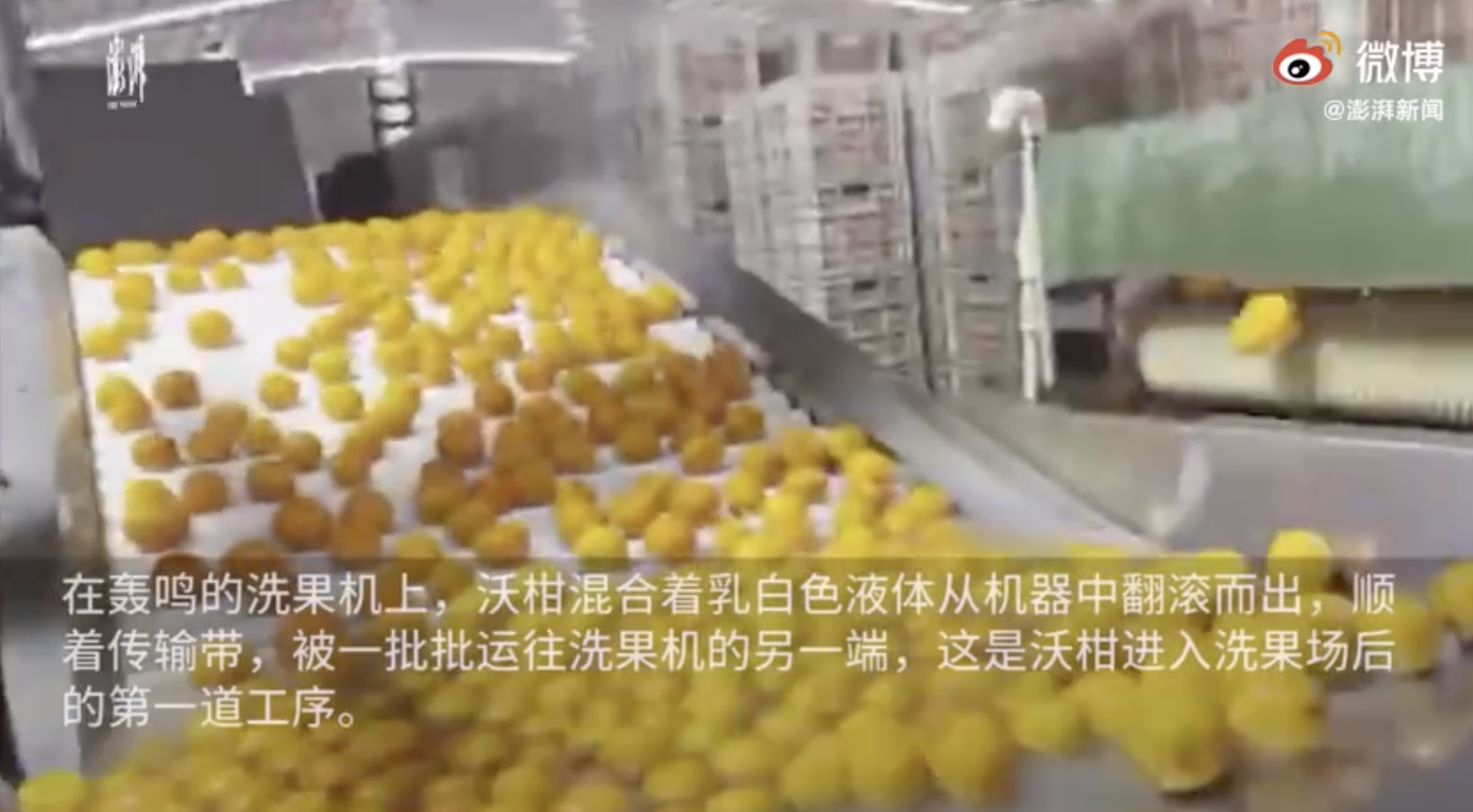 315调查 | 沃柑浸抑菌药保鲜背后：被忽视的安全间隔期