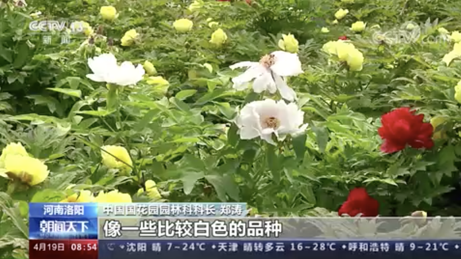 国色天香！河南洛阳牡丹迎来盛花期