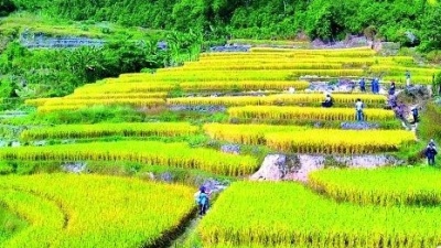 肇庆水稻自给率达100%！已出台方案防止耕地“非粮化”，继续稳定粮食生产