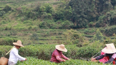 到2030年，江门力争实现茶叶全产业链总产值120亿元