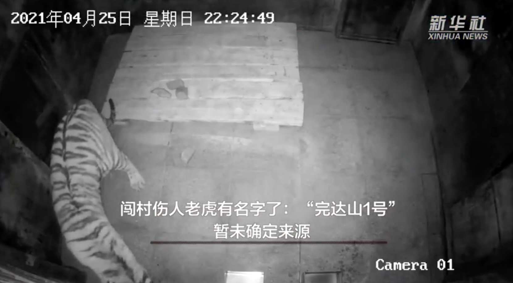 闯村伤人老虎有名字了：完达山1号暂未确定来源
